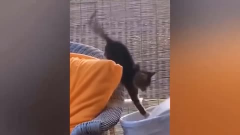 Funny Animal Video - Dogs and Cats