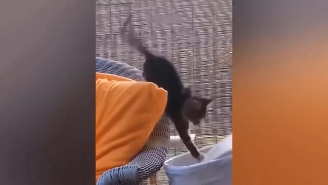 Funny Animal Video - Dogs and Cats