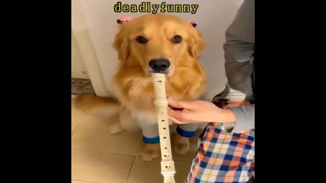 Best Animals 🔴 2 Minutes of Funny Cats and Dogs Videos 2022! #4