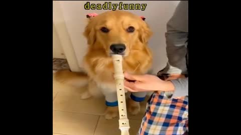 Best Animals 🔴 2 Minutes of Funny Cats and Dogs Videos 2022! #4