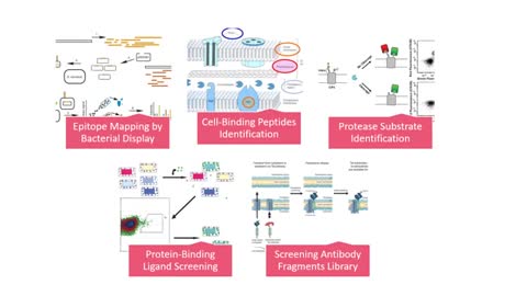 Bacterial Display Technology