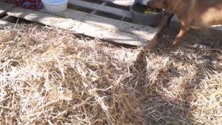 Lucy Spreading Hay
