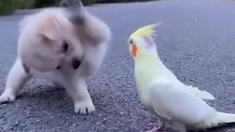 CUTE DOGS 🐕 Smart dog #Shorts#Cutedog1