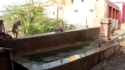 Morning dosis of cats Must see