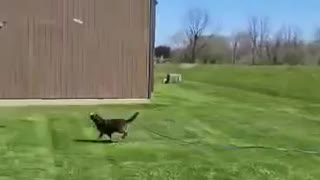 Milo & his Frisbee
