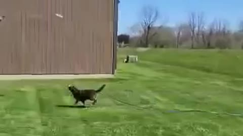 Milo & his Frisbee