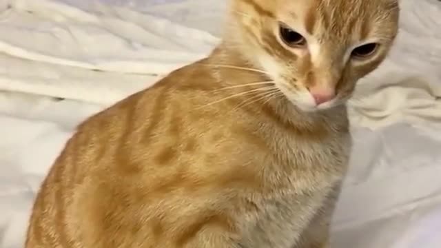 Don't Scared me || My Cat scared me when she got angery 😡