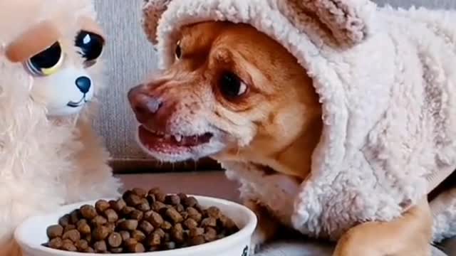 Dogs lead us into a more loving and gentle world