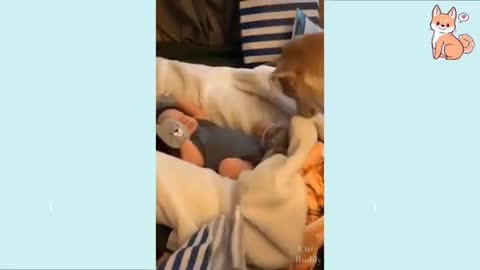 Dogs Who Walk, Dogs Who Open Doors, Dogs Who Babysit, Funny and Fun To Watch.