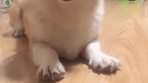 Can't stop laughing animals cats and dogs🐈😺 Cute #77💋🥺