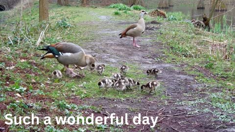 Cute Ducks 😍