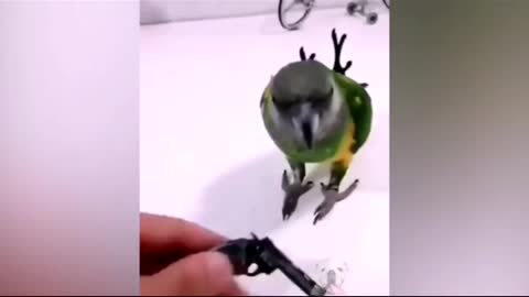 funny birds | birds acting |trend birds