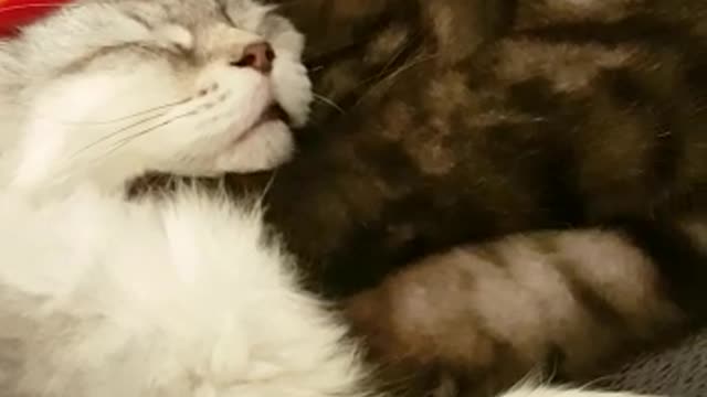Look at these two lovely cats!! So much love!!!!