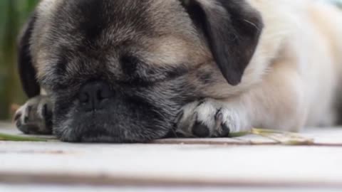 Sad Dog Status Animal Sad Whatsapp Status Cute Dog Sad Status Cute Animal