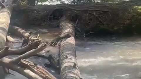 fighting a duck