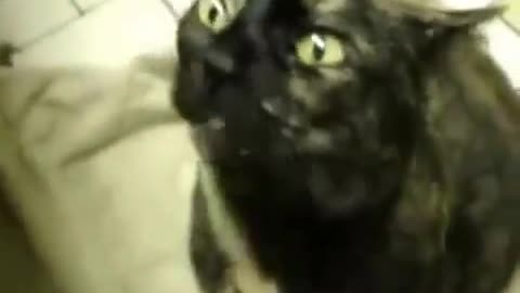 The cat sticks out when it is stroked with a brush