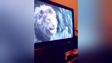 The animals Short video and Dog and Cat Videos Funny