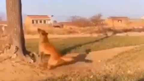 cute and funny animal video