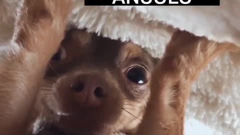 Siga @Animalgram_Memes para mais