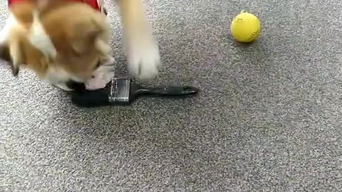 Dog farts and play moments