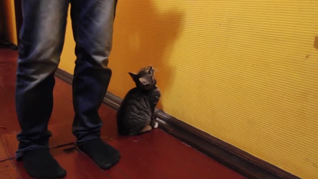 Cat hunts for shade