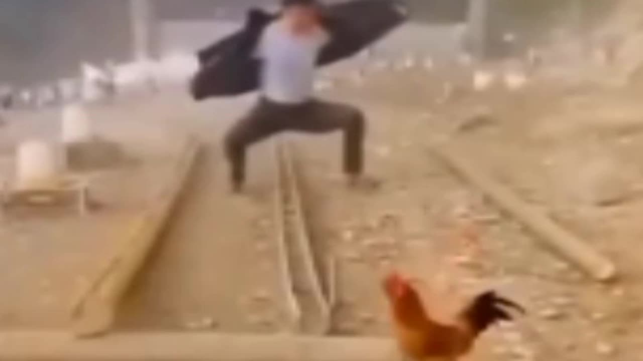 Very funny cat 🐈 and dog 🐕 video