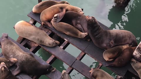 Momma sea lion scoots baby close to her