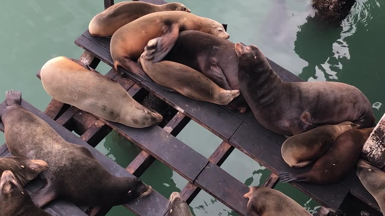 Momma sea lion scoots baby close to her