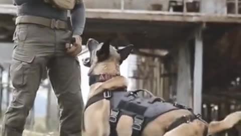 Smart god training video,dog training tricks