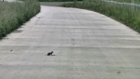 what is this little guy doing
