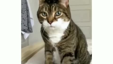 Funny Cat Compilation