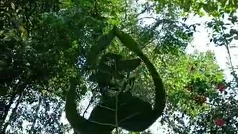 Simple a leaf