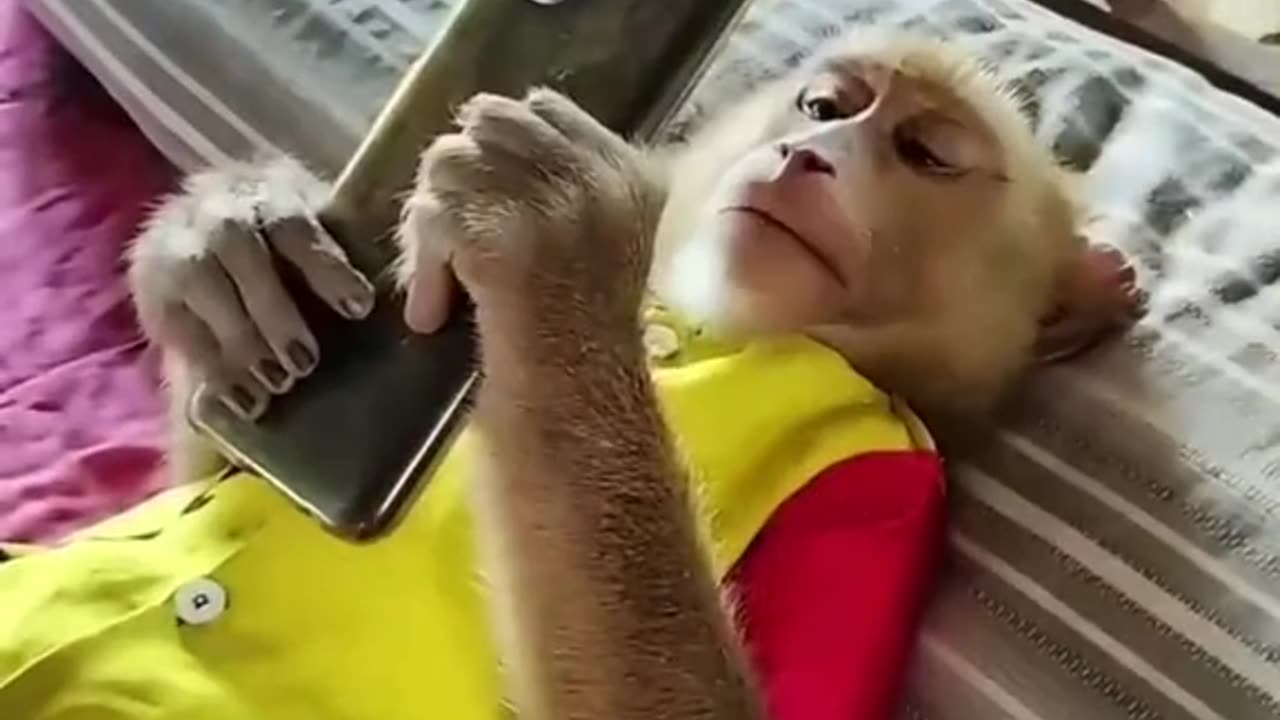 Monkey's playing time.