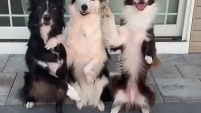 Baby Dogs - Cute and Funny Dog Videos Compilation # 3 | Aww Animals