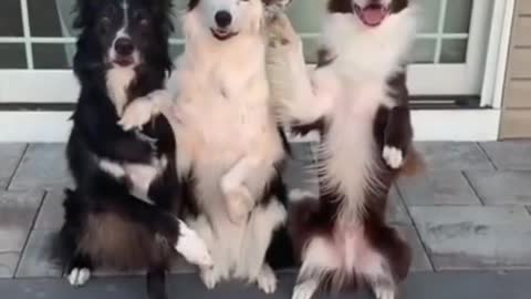 Baby Dogs - Cute and Funny Dog Videos Compilation # 3 | Aww Animals