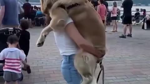 Life is Better when you dance with Golden Retriever.