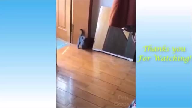 2021 Funny animals viral