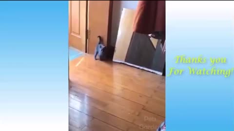 2021 Funny animals viral