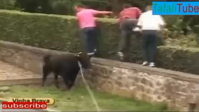 Bullfights .bull festival part2