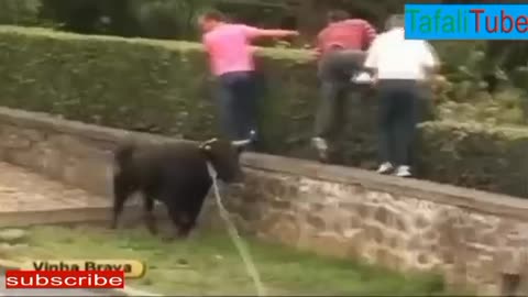 Bullfights .bull festival part2