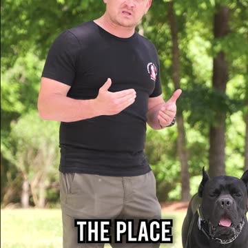 Top 3 Things You MUST Teach Your Dog