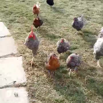 Attack of the Roosters #homesteading #familyfarm #roosterattack