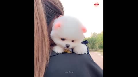 cute cat ever in video