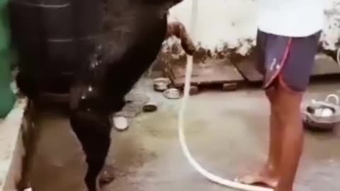 love between man and dog