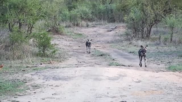 Epic battle of wild dogs vs animals. Lions and Buffalo