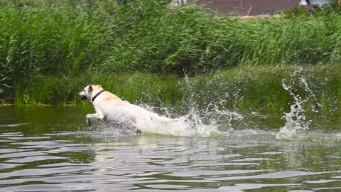 Dog Runs into the Water