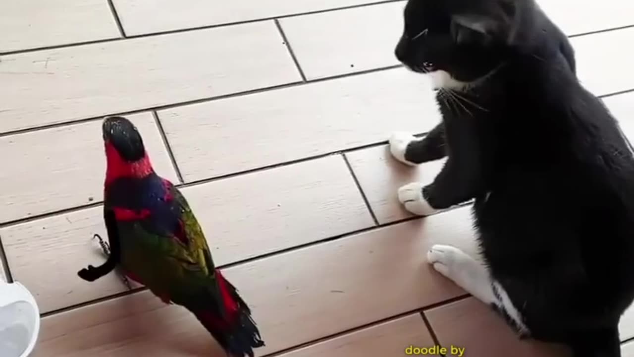Cute parrot playing | with cute cat |having the fun|