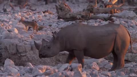 Top facts about rhinos |