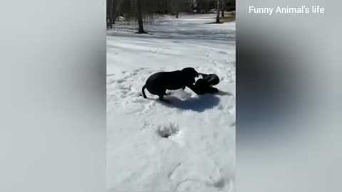 Funniest Animals 2024 -Cats & Dogs