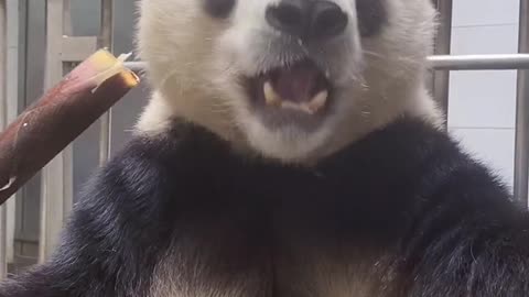 Panda who loves bamboo shoots